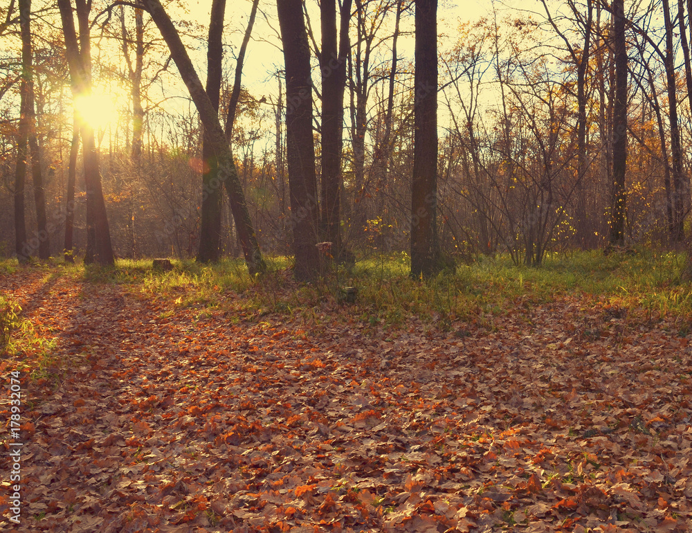 Autumn forest landscape.Fallen leaves on the ground at sunset.Retro filtered fall season background.Selective focus.