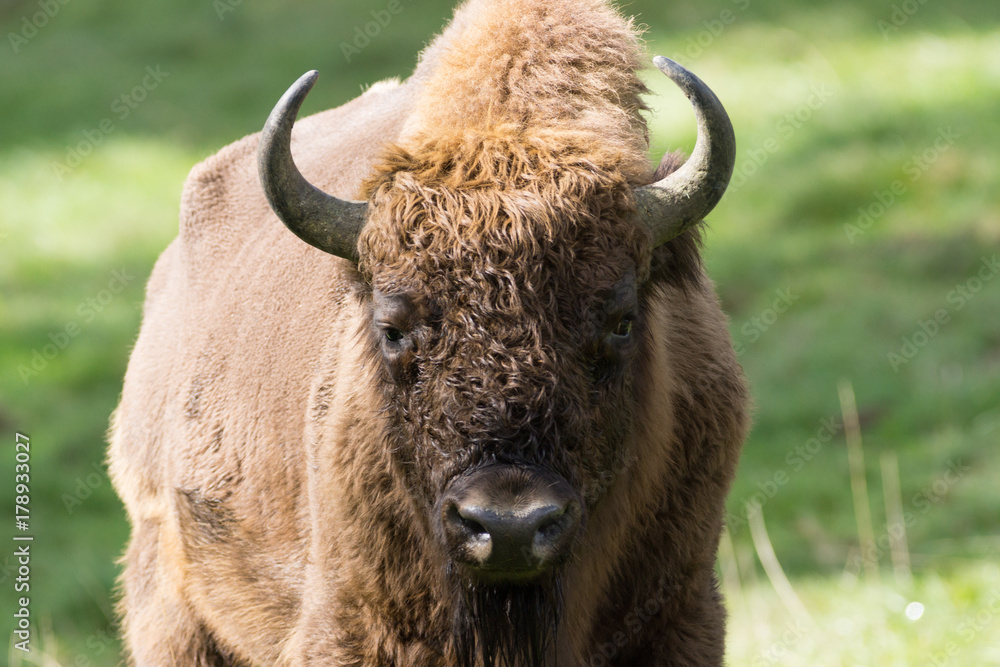 Wisent II