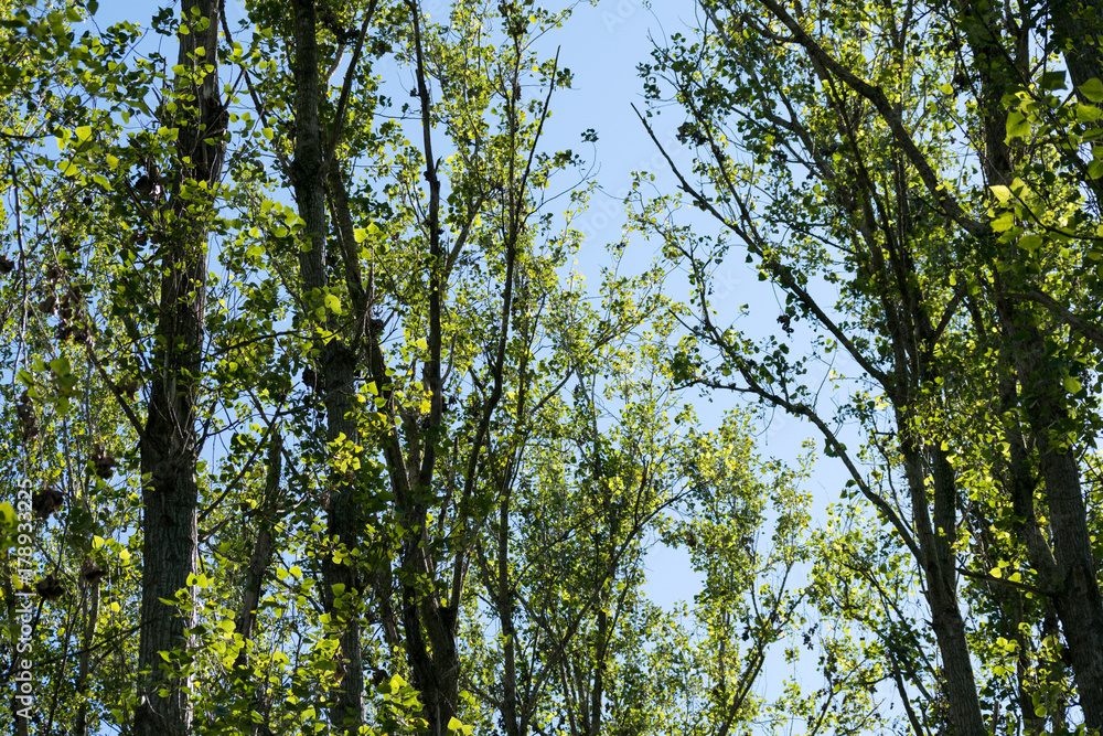 Fototapeta premium Green Leaves on a Blue Sky