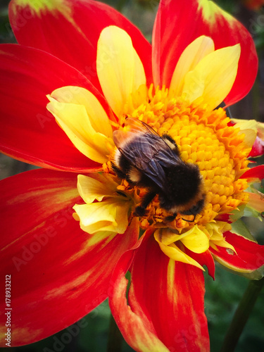 Bee on a vibrant flower
