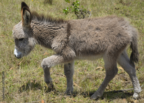 baby donkey taking the first steps on a grass field in Colombia