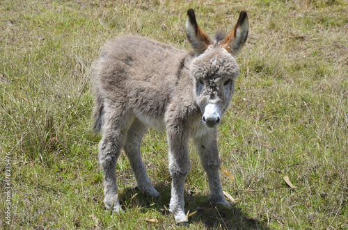 baby donkey taking the first steps on a grass field in Colombia