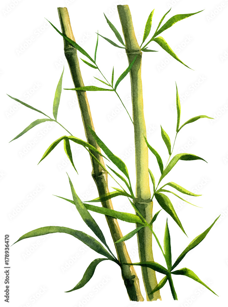 Obraz premium green bamboo branch watercolor on white background