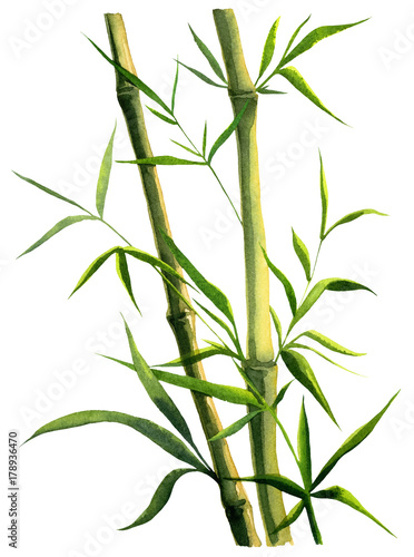 green bamboo branch watercolor on white background
