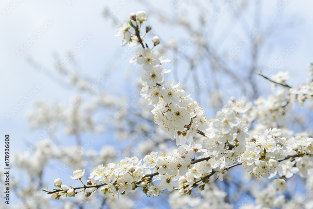 Branches of a white delicate cherry blossom in spring Branches of a white delicate cherry blossom in spring
