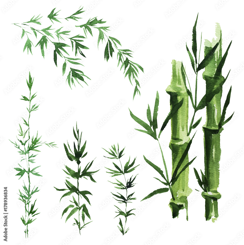 Obraz premium Bamboo leaves, isolated on white background.