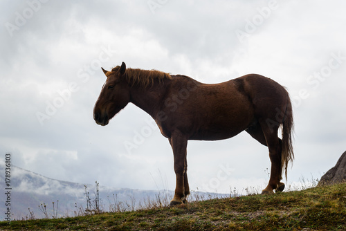 Horse in the pasture © Vladimir Muravin