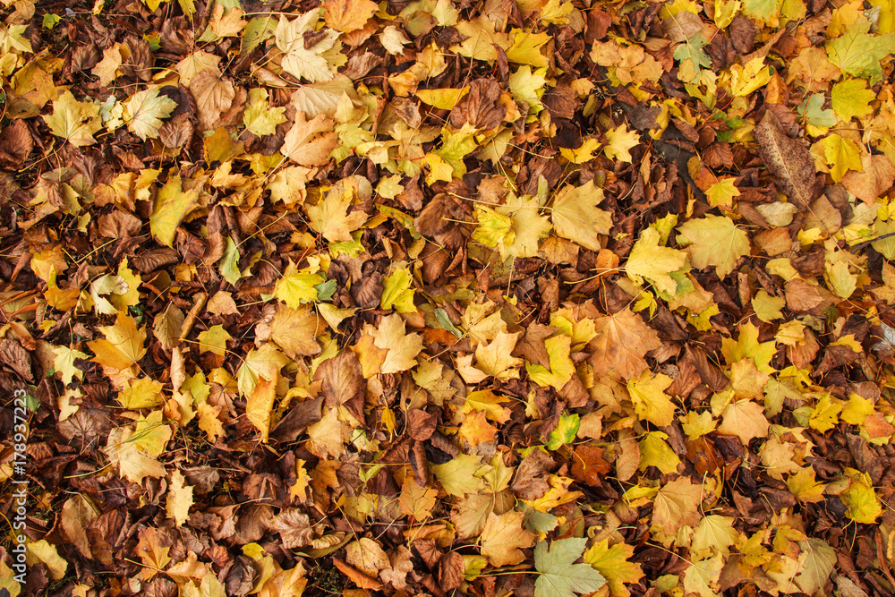 Autumn Leaves Background. Colorful autumn Autumn Leaves Background. Colorful autumn