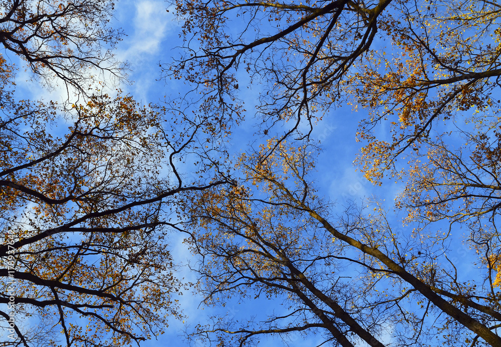 Tree tops in the autumn forest on a blue sky background.Fall season background.Selective focus.