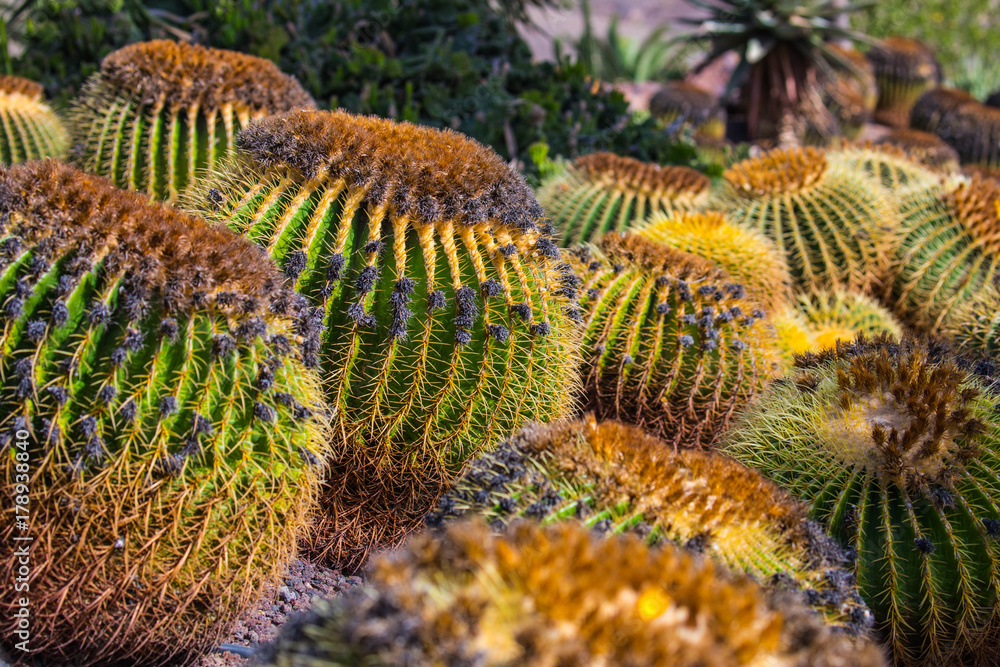 spherical cacti in a botanical garden spherical cacti in a botanical garden