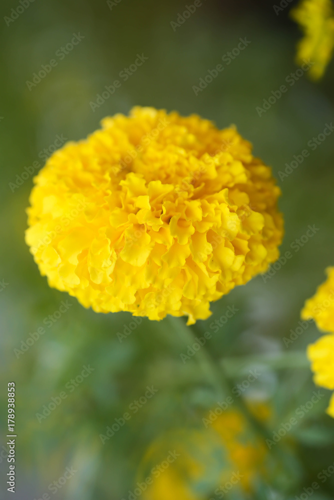 marigolds marigolds