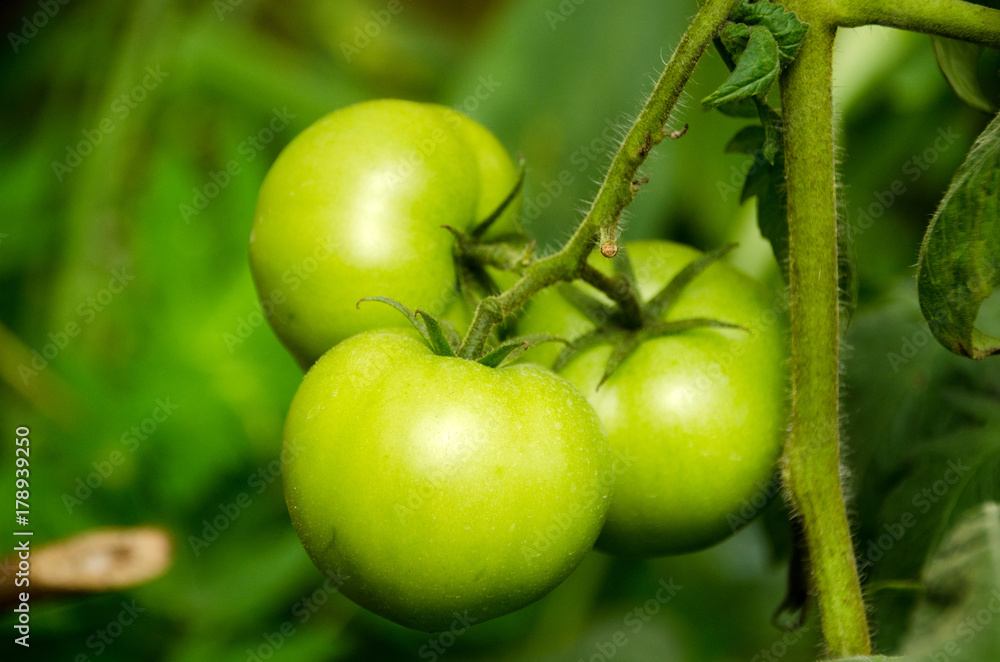 Green tomatoes on tomato tree