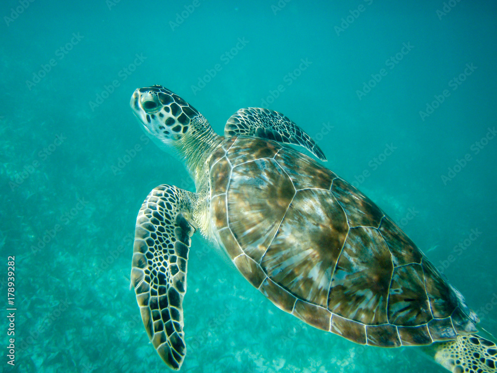 Obraz premium Tortue à la nage