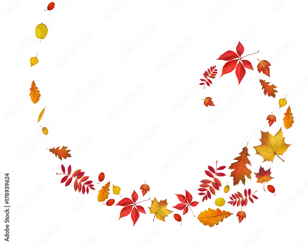 custom made wallpaper toronto digitalBright autumn leaves spiral border isolated on white background. Vector nature illustration for your fall design
