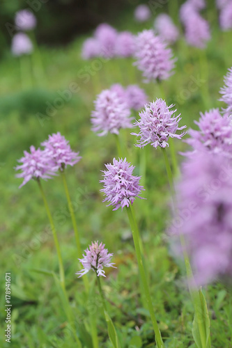 Orchid field