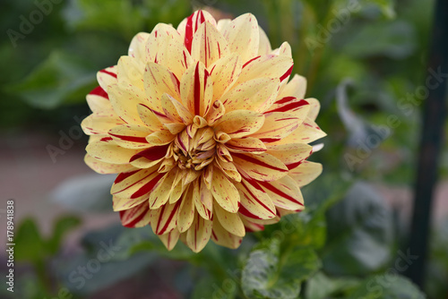 Fototapeta Naklejka Na Ścianę i Meble -  Dahlia jaune et rouge en été au jardin