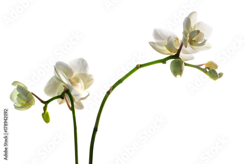 beautiful orchid flowers, white phalaenopsis isolated against a white background