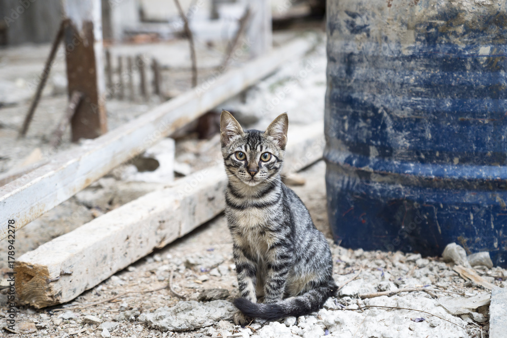 Fototapeta premium Young striped stray cat sitting in a dirty construction side in Beirut, Lebanon