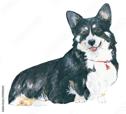 Black dog. Breed Welsh Corgi