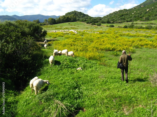 Schäfer mit Schafen auf Sardinien