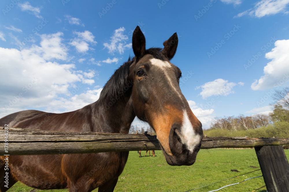 Pferd am Weidezaun Pferd am Weidezaun
