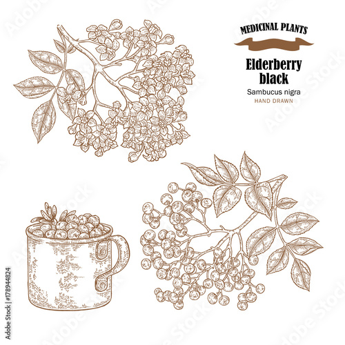 Elderberry black common names sambucus nigra. Hand drawn elder branch with flowers and leaves vector illustration isolated on white background.