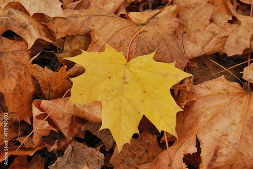 fallen leaf