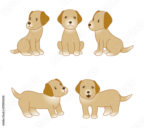 犬  ゴールデンレトリバー  戌年