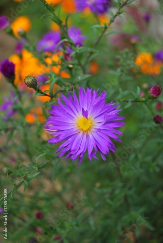 aster