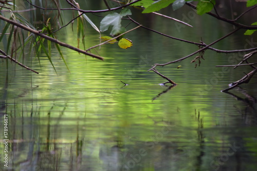 REFLETS VERTS SUR LA RIVIERE A SAINTE ANASTASIE SUR L'ISSOLE photo