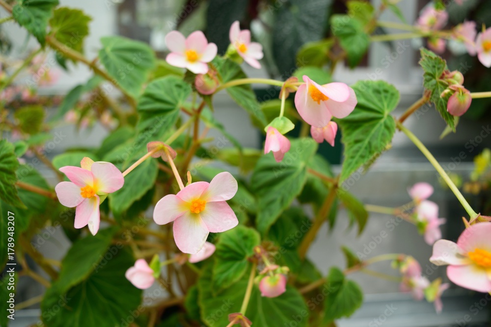 ベゴニア 薄ピンクの花 Stock Photo Adobe Stock