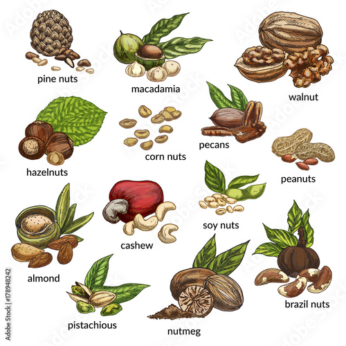 Set of isolated different nut types