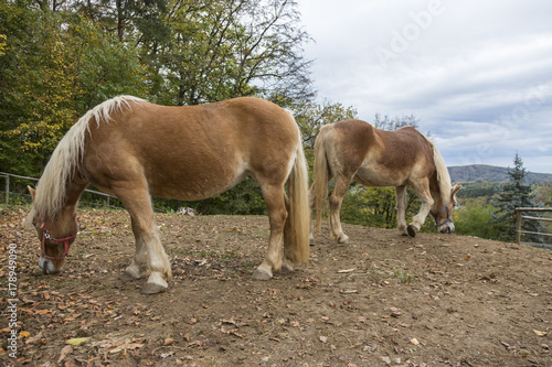 Tableau sur toile Two horses grazing