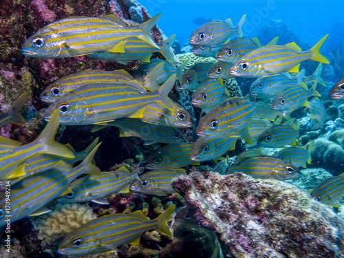 Haemulon flavolineatum,French grunt photo