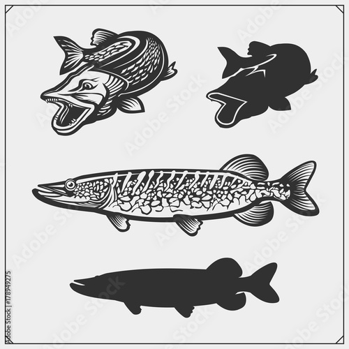 Set of pike fish. Vector illustration.
