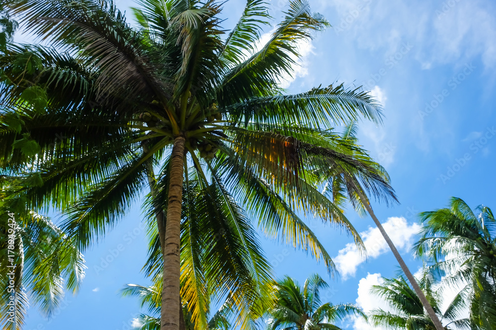 Coconut palm tree blue sky Coconut palm tree blue sky