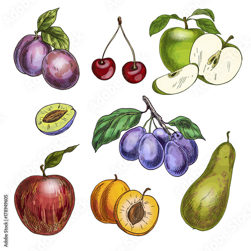 Garden fruits with leaves and branches. Cherry, apples, pear, plums, apricots. 