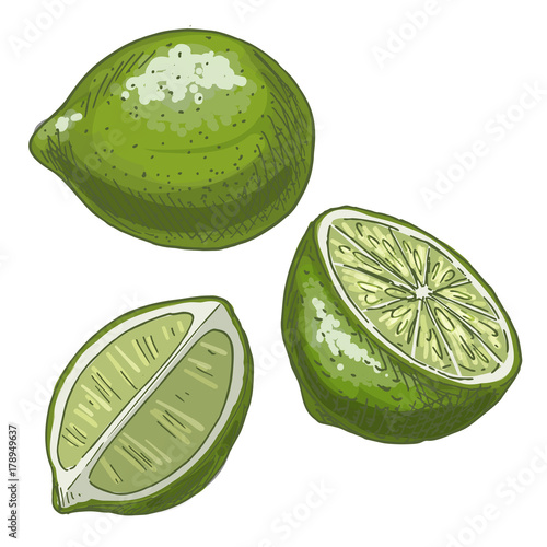 Lime. Full color realistic sketch vector illustration.