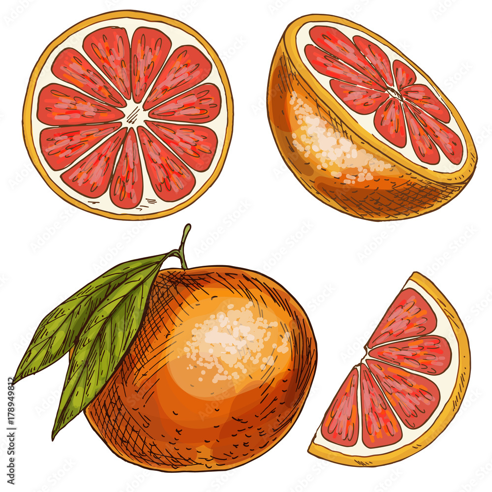 Grapefruit, half of fruit, slice. Full color realistic sketch Stock Vector Adobe Stock
