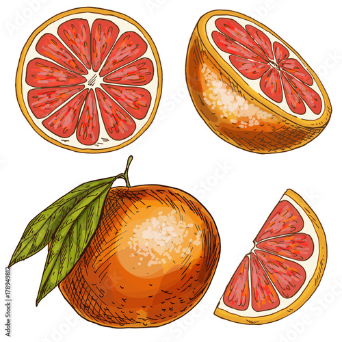 Grapefruit, half of fruit, slice. Full color realistic sketch