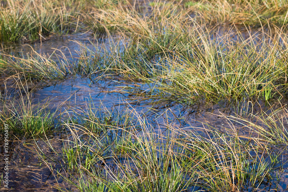 Moorlandschaft Moorlandschaft
