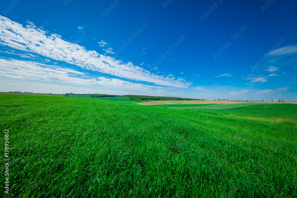 Obraz premium gress, green field