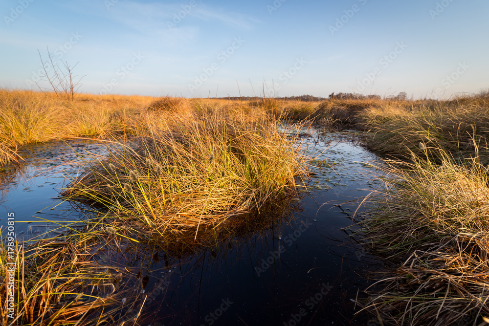 Fototapeta premium Moorlandschaft