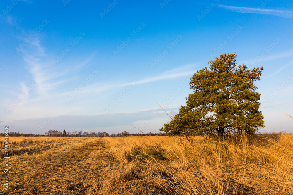 Moorlandschaft StockFoto Adobe Stock