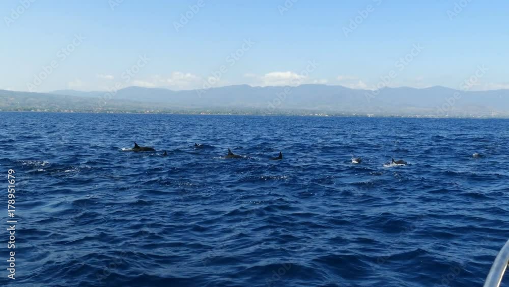 Group of dolphins passing by in Bali sea, Indonesia Group of dolphins passing by in Bali sea, Indonesia