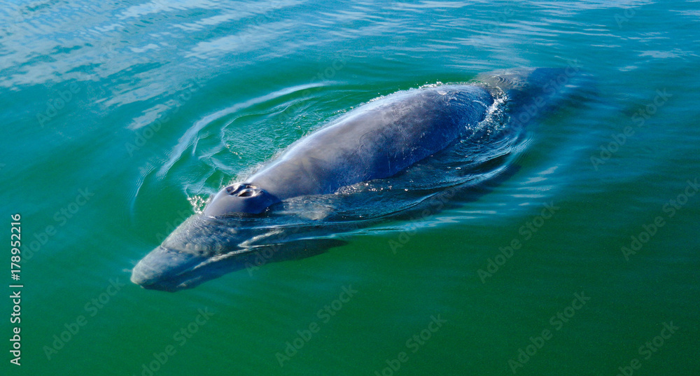 Naklejka premium Baleineau