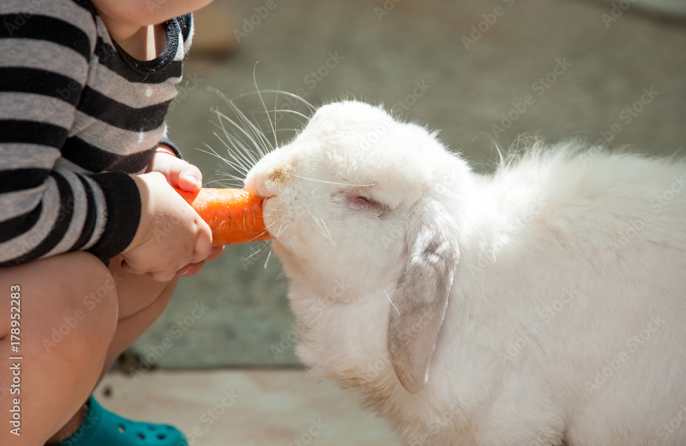 baby feeds the rabbit baby feeds the rabbit