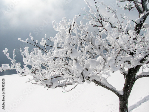 arbre enneigé