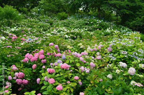 Fototapeta Naklejka Na Ścianę i Meble -  名古屋市にあるアジサイが美しい公園、一面に広がるアジサイ