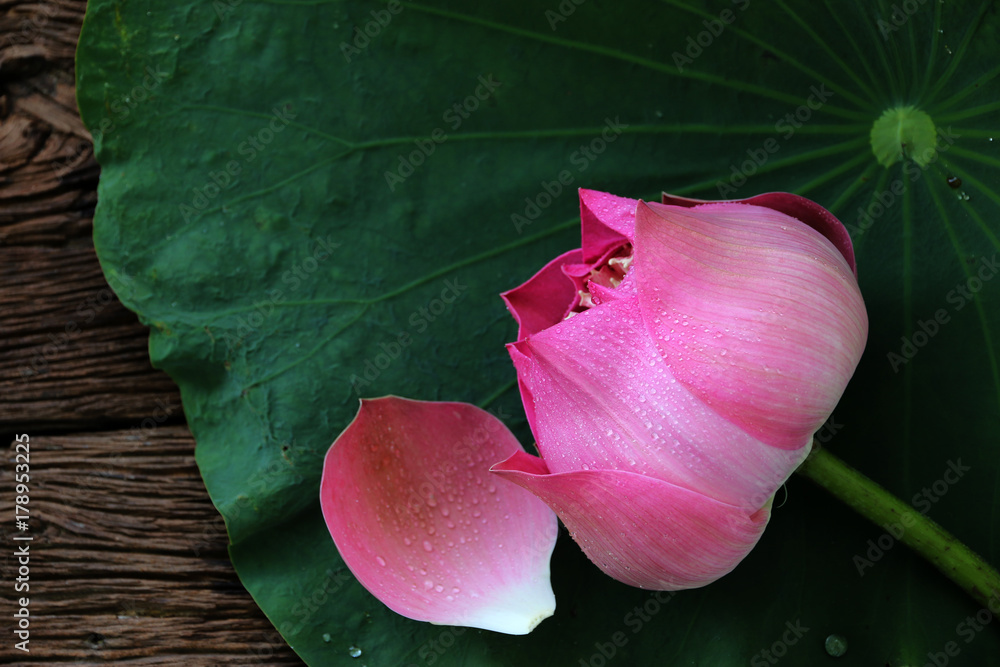 lotus Flowers of Buddhism